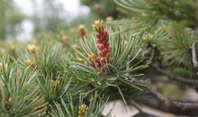 百年松树五月芭蕉歇后语