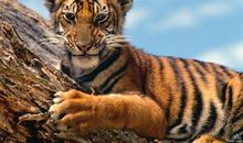 老虎吃蚂蚱歇后语