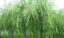 柳树的造句