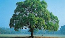 描写树木的一段话