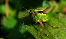 秋天的蚂蚱歇后语