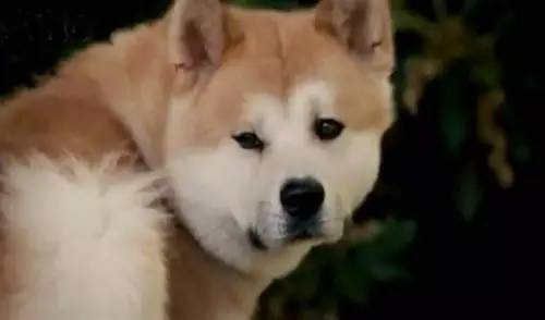 十月芥末过敏
