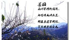 描写赞美梅花的诗句