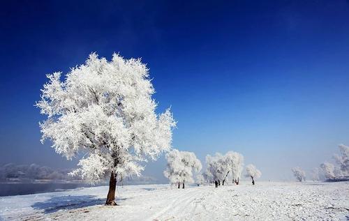 雪花在句子中