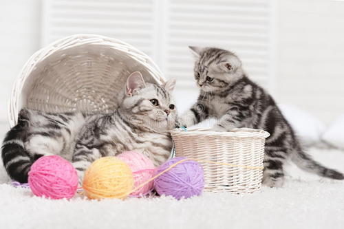 猫的隐喻