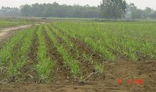 歇后语甘蔗出土