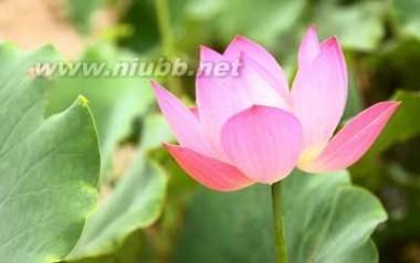 夏莲花经文