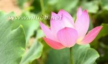 夏天赏荷花的诗句大全