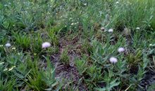 描写雨后景色的诗句