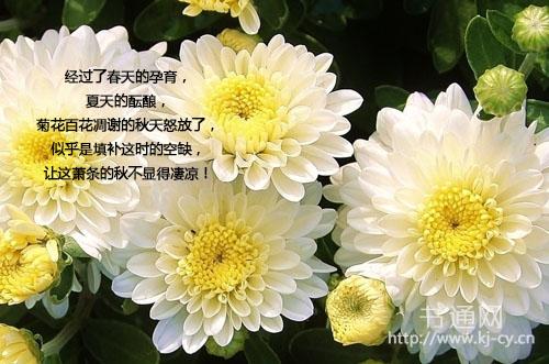 描述菊花的句子