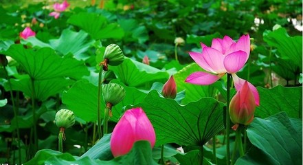 荷花经文大全
