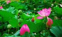 描写莲花的诗句大全