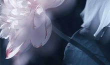 让人惊艳的古风诗句