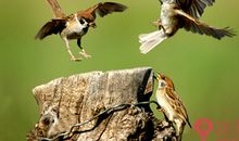 洞庭湖里的麻雀歇后语