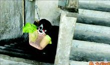 歇后语吃甘蔗上楼