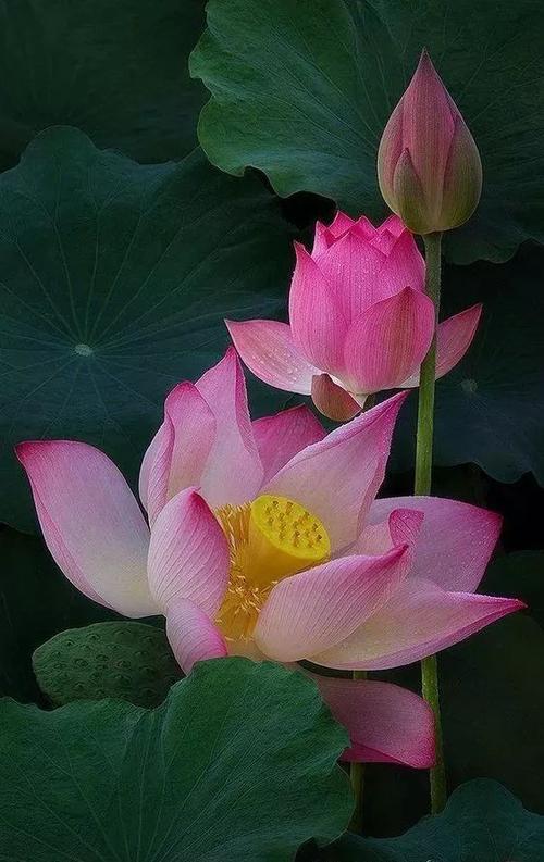 描写盛开莲花的诗