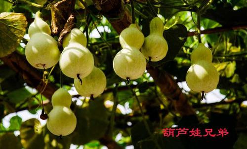 葫芦的隐喻