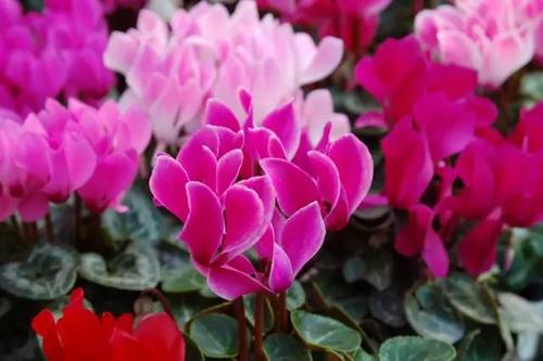 带花的比喻句