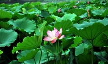 描写雨中荷花的诗句