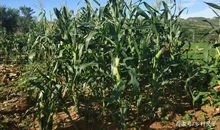 农作物生长的谚语