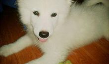 猴子的脸歇后语