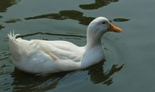 鸭子逛大街歇后语