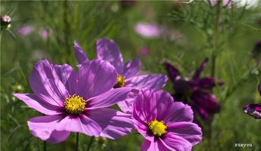 秋花句子