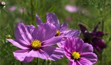 秋天的花的句子