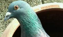 比喻句青蛙的叫声