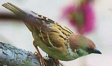 窸窸窣窣造句大全