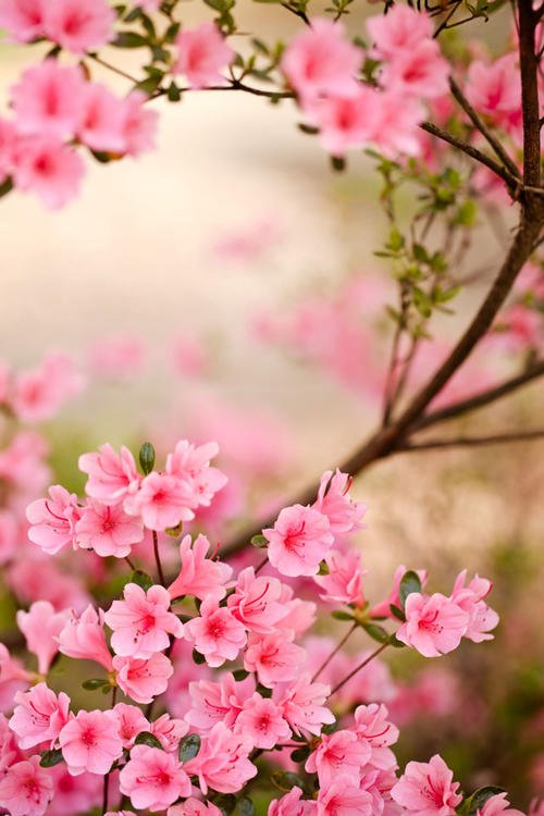杜鹃花最著名的诗句