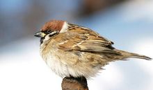 麻雀有关的歇后语