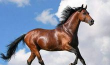 带动物名字的歇后语