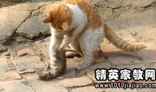 老鼠钻进书橱里歇后语