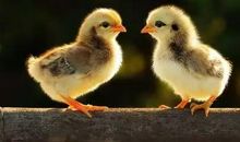 动物歇后语鸭子