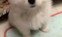 描写小狗睡觉的句子