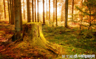 描述森林的美丽段落