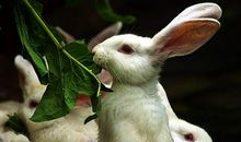 动物动作描写的句子