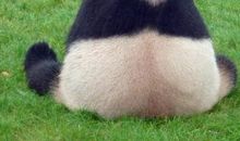 动物谚语大全英语