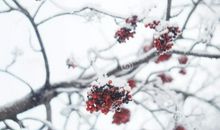 冬天树枝优美的句子