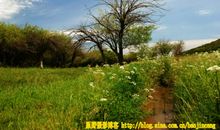 河边的柳树比喻句