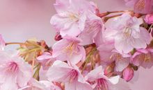 描写花朵的比喻句