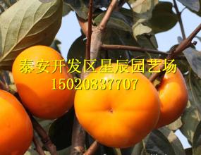 九月的柿子寓言