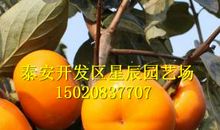 九月的柿子歇后语