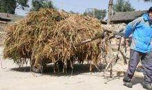 六年级歇后语大全关于动物名