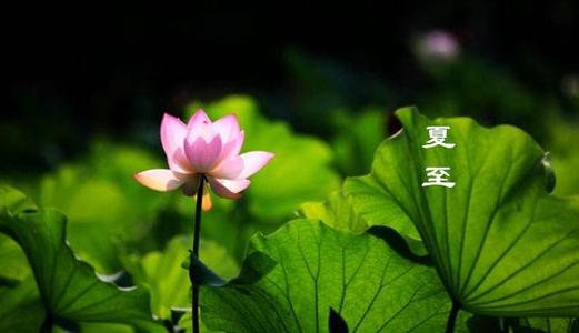 夏至问候