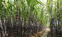 出土的甘蔗歇后语