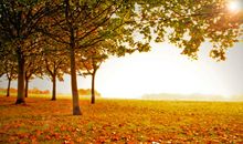 秋天景色比喻句