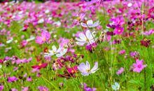 描写春天花草的语句