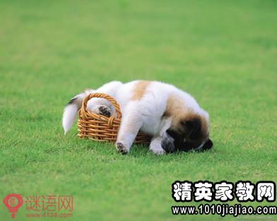 动物开头的寓言词